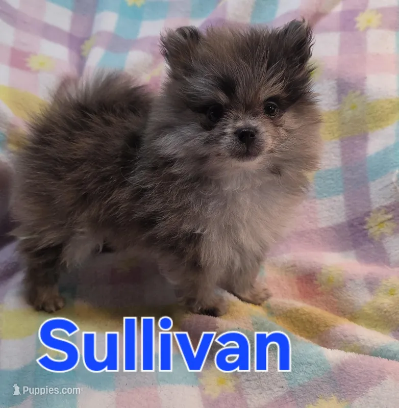 Sullivan