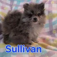 Sullivan, a male Pomeranian for sale in Farmington, IA – Photo 1 of 7