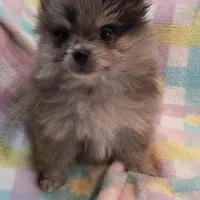 Sullivan, a male Pomeranian for sale in Farmington, IA – Photo 7 of 7