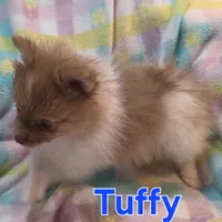 Tuffy, a male Pomeranian for sale in Farmington, IA – Photo 6 of 7