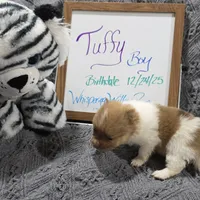 Tuffy, a male Pomeranian for sale in Farmington, IA – Photo 4 of 7