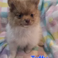 Tuffy, a male Pomeranian for sale in Farmington, IA – Photo 5 of 7