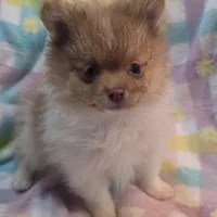 Tuffy, a male Pomeranian for sale in Farmington, IA – Photo 2 of 7