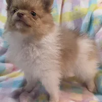 Tuffy, a male Pomeranian for sale in Farmington, IA – Photo 1 of 7