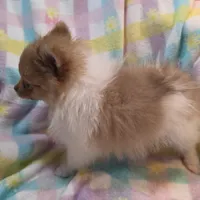 Tuffy, a male Pomeranian for sale in Farmington, IA – Photo 7 of 7