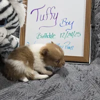 Tuffy, a male Pomeranian for sale in Farmington, IA – Photo 3 of 7