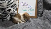 Tuffy, a male Pomeranian for sale in Farmington, IA – Photo 1 of 3