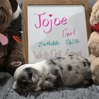 Jojoe, a female Miniature Australian Shepherd for sale in Farmington, IA – Photo 2 of 3