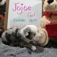 Jojoe, a female Miniature Australian Shepherd for sale in Farmington, IA – Photo 3 of 3