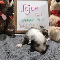 Jojoe, a female Miniature Australian Shepherd for sale in Farmington, IA – Photo 1 of 3