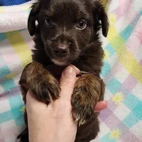 Dixie, a female Miniature Australian Shepherd for sale in Farmington, IA – Photo 4 of 7