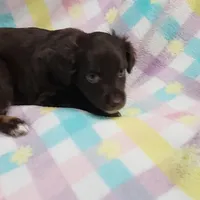 Dixie, a female Miniature Australian Shepherd for sale in Farmington, IA – Photo 5 of 7