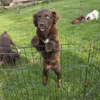 Dixie, a female Miniature Australian Shepherd for sale in Farmington, IA – Photo 2 of 7