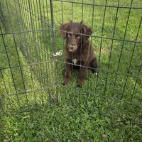 Dixie, a female Miniature Australian Shepherd for sale in Farmington, IA – Photo 1 of 7