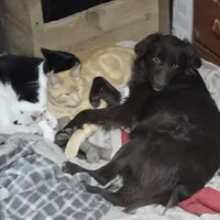 Dixie, a female Miniature Australian Shepherd for sale in Farmington, IA – Photo 7 of 7