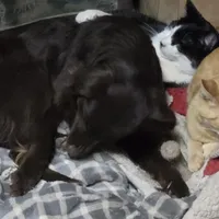 Dixie, a female Miniature Australian Shepherd for sale in Farmington, IA – Photo 6 of 7