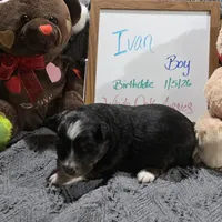Ivan, a male Miniature Australian Shepherd for sale in Farmington, IA – Photo 3 of 3