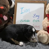 Ivan, a male Miniature Australian Shepherd for sale in Farmington, IA – Photo 1 of 3