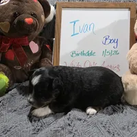 Ivan, a male Miniature Australian Shepherd for sale in Farmington, IA – Photo 2 of 3