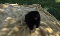 Kiasha, a female Pomeranian for sale in Farmington, IA – 2 of 5