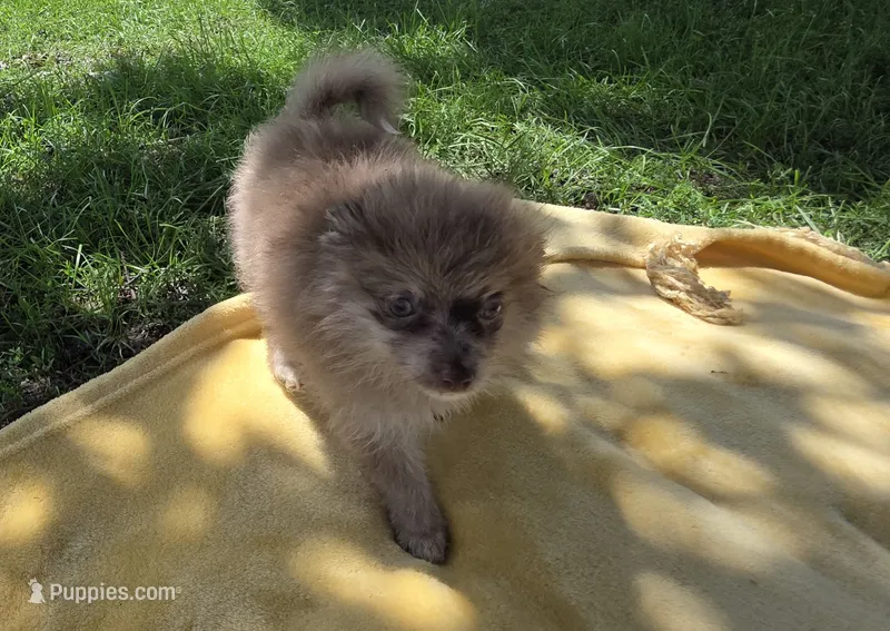 Kira – Pomeranian puppy for sale in Farmington, IA