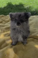 Kammie, a female Pomeranian for sale in Farmington, IA – 1 of 5