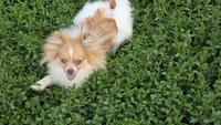 Starla, a female Pomeranian for sale in Farmington, IA – 6 of 6