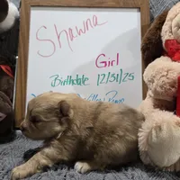 Shawna, a female Pomeranian for sale in Farmington, IA – Photo 4 of 8