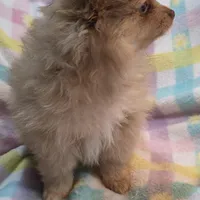 Shawna, a female Pomeranian for sale in Farmington, IA – Photo 8 of 8