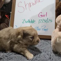 Shawna, a female Pomeranian for sale in Farmington, IA – Photo 2 of 8