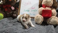 Starla, a female Pomeranian for sale in Farmington, IA – Photo 2 of 3
