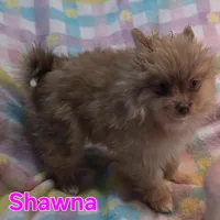 Shawna, a female Pomeranian for sale in Farmington, IA – Photo 5 of 8