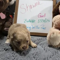 Shawna, a female Pomeranian for sale in Farmington, IA – Photo 3 of 8