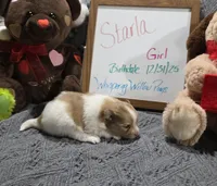 Starla, a female Pomeranian for sale in Farmington, IA – Photo 1 of 3