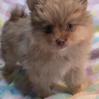 Shawna, a female Pomeranian for sale in Farmington, IA – Photo 7 of 8