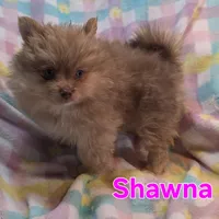 Shawna, a female Pomeranian for sale in Farmington, IA – Photo 6 of 8