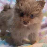 Shawna, a female Pomeranian for sale in Farmington, IA – Photo 1 of 8