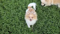 Starla, a female Pomeranian for sale in Farmington, IA – 5 of 6