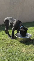 Bear, a male Cane Corso for sale in Los Angeles, CA – 4 of 7