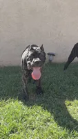 Bear, a male Cane Corso for sale in Los Angeles, CA – 5 of 7