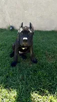 Bear, a male Cane Corso for sale in Los Angeles, CA – 6 of 7
