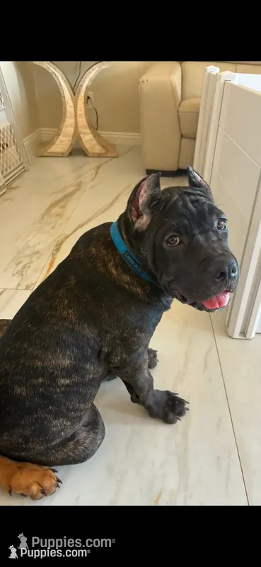 Bear – Cane Corso puppy for sale in Los Angeles, CA