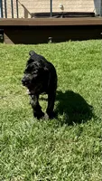 Bear, a male Cane Corso for sale in Los Angeles, CA – 7 of 7