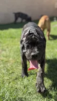 Bear, a male Cane Corso for sale in Los Angeles, CA – 2 of 7