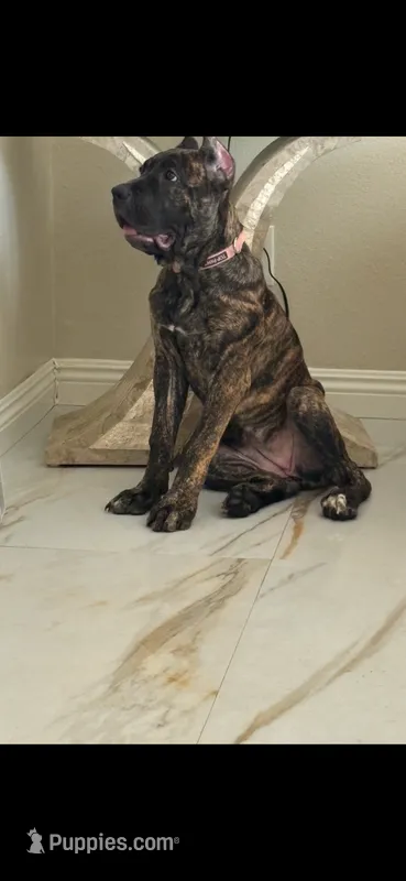 EmJay (Boss) – Cane Corso puppy for sale in Los Angeles, CA