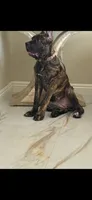 EmJay (Boss), a female Cane Corso for sale in Los Angeles, CA – 1 of 2