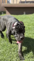 Bear, a male Cane Corso for sale in Los Angeles, CA – 3 of 7