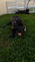EmJay (Boss), a female Cane Corso for sale in Los Angeles, CA – 2 of 2