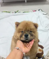 Jake, a male Chow Chow for sale in Boynton Beach, FL – 5 of 8