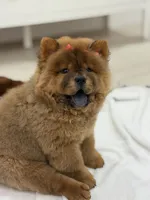 Bella, a female Chow Chow for sale in Boynton Beach, FL – 8 of 9